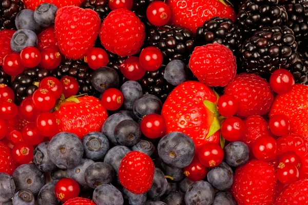 Berry cennet — Stok fotoğraf