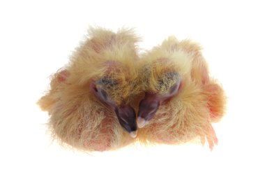 Pigeon Chicks clipart