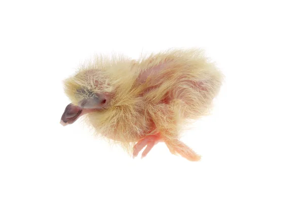 Duif chick — Stockfoto