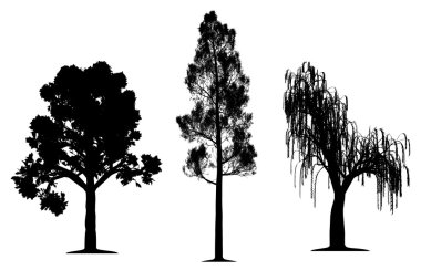 Oak, forest pine and weeping willow tree clipart