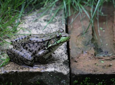 Large Bullfrog clipart