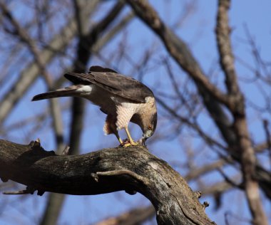 Feeding Cooper's Hawk clipart