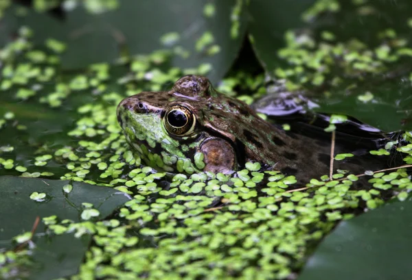 浮动牛蛙 — 图库照片