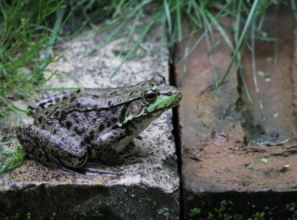 Grande Bullfrog — Fotografia de Stock
