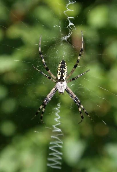 Siyah ve sarı Bahçe örümcek — Stok fotoğraf