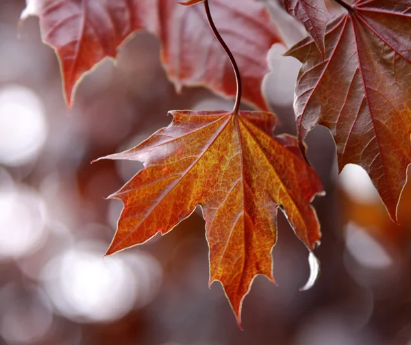 Zadní svítí červený javorový list — Stock fotografie