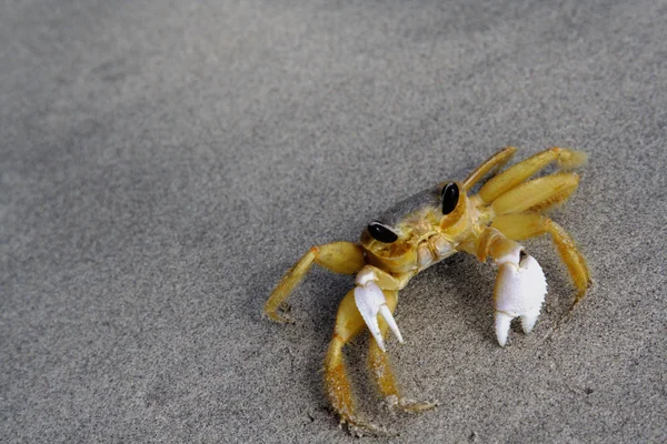 Solitary Ghost Crab — Stock Photo, Image