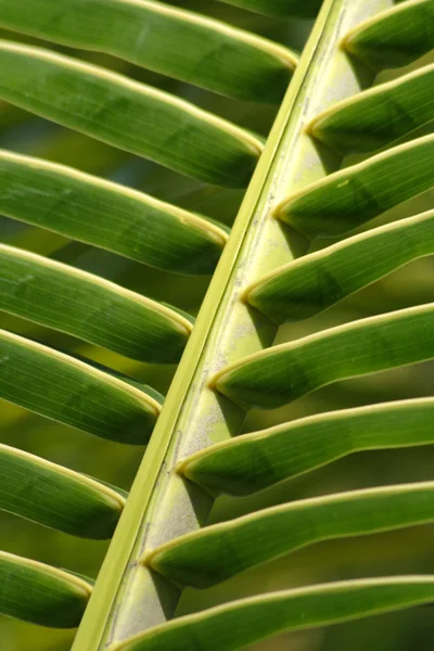 Stelo di foglie di palma — Foto Stock