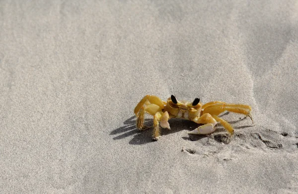 Lonely Ghost Crab — Stock Photo, Image