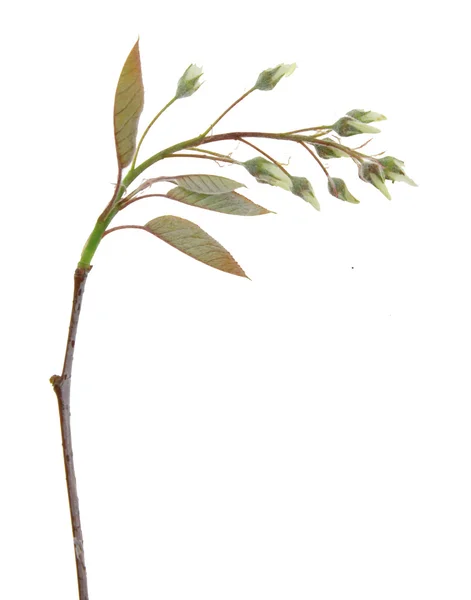 Isolerade blåhägg gren — Stockfoto