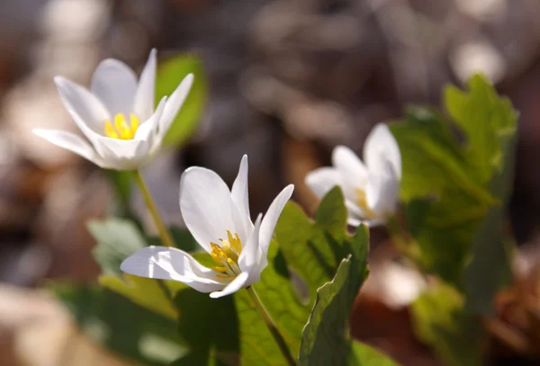White Spring Flowers — Stock Photo, Image