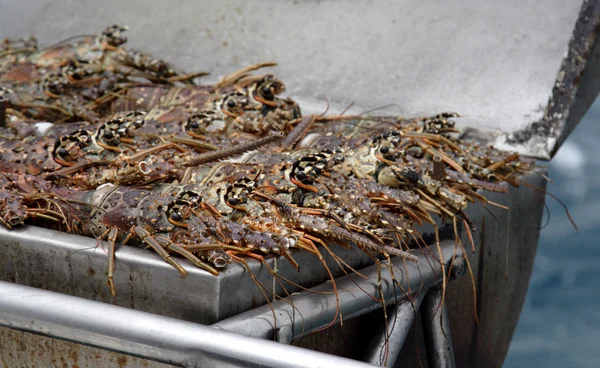 stock image Cooking Lobsters