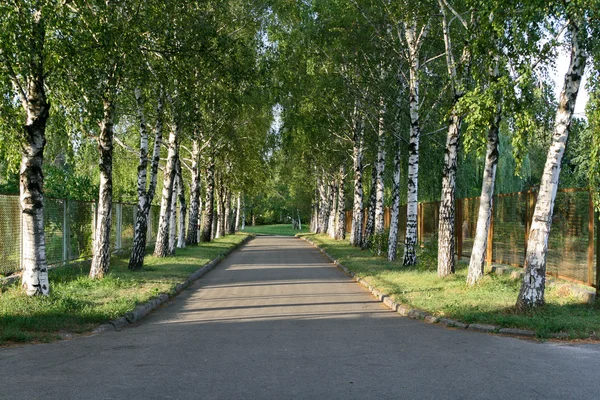 Ładna brzoza drzewo aleja w letni dzień — Zdjęcie stockowe