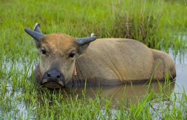 Young water buffalo out in the nature clipart