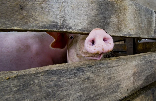 Крупный план свиной морды — стоковое фото