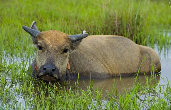Junge Wasserbüffel draußen in der Natur — Stockfoto