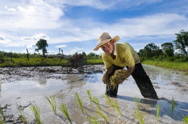 Asian rice farmer clipart