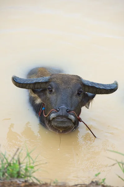 Vattenbuffel bad — Stockfoto