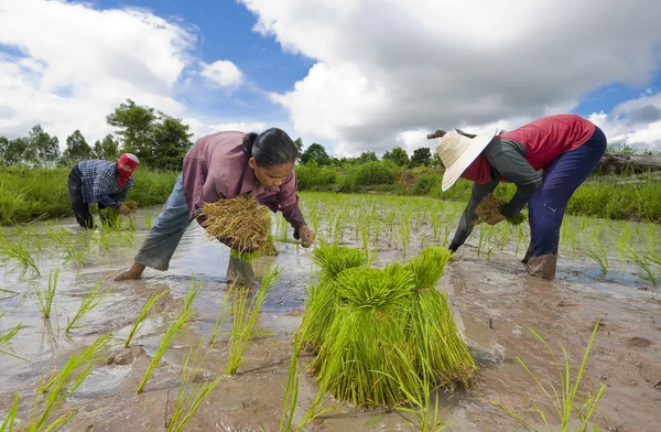 Agricultores de arroz na Tailândia — Fotografia de Stock