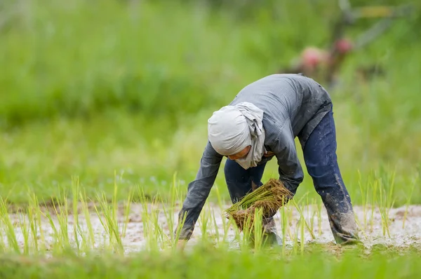 Mujer asiática cultivando arroz — Foto de Stock