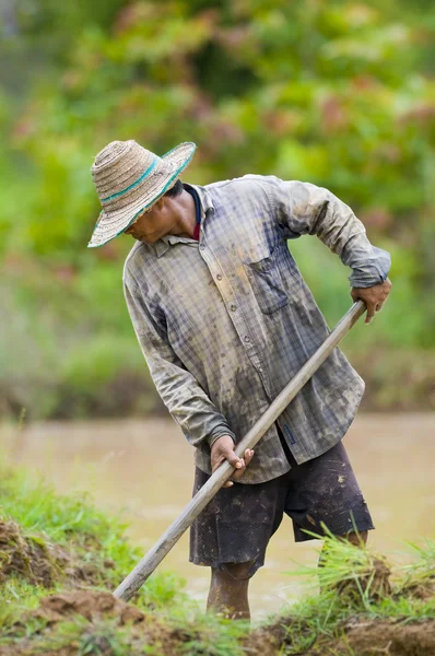 Azjatycki rolnik przygotowanie gruntu dla wzrostu ryżu — Zdjęcie stockowe