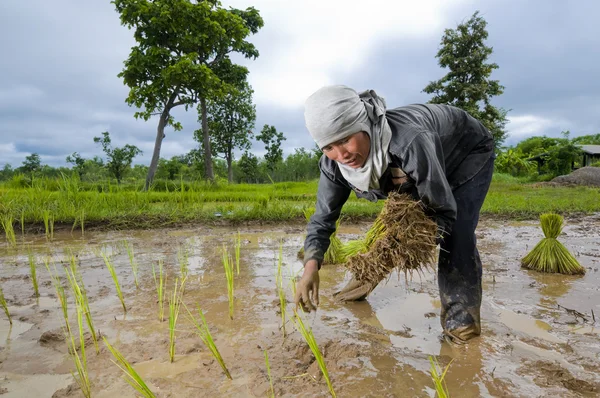 Femme asiatique cultivant du riz — Photo
