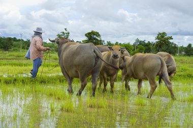 Asian female farmer taking care of a herd of water buffaloes and clipart