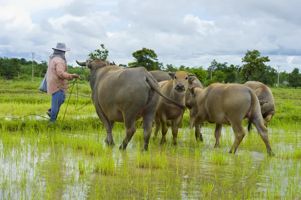 Asiatische Bäuerin, die sich um eine Herde Wasserbüffel kümmert und — Stockfoto