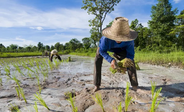 Pai e filho cultivando arroz — Fotografia de Stock