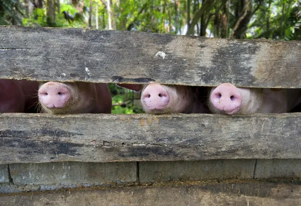 Крупный план трех свиных морд — стоковое фото