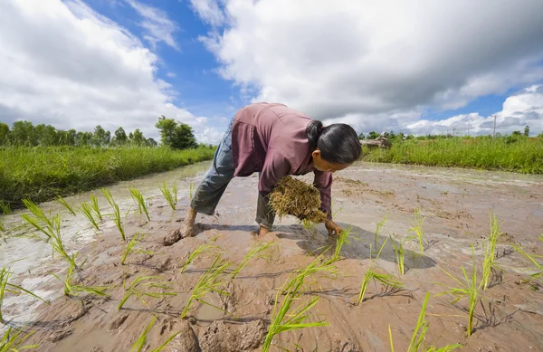 Rolnik kobiece ryżu w Tajlandii — Zdjęcie stockowe