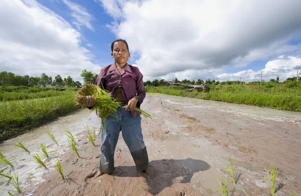 Femme rizicultrice en Thaïlande — Photo