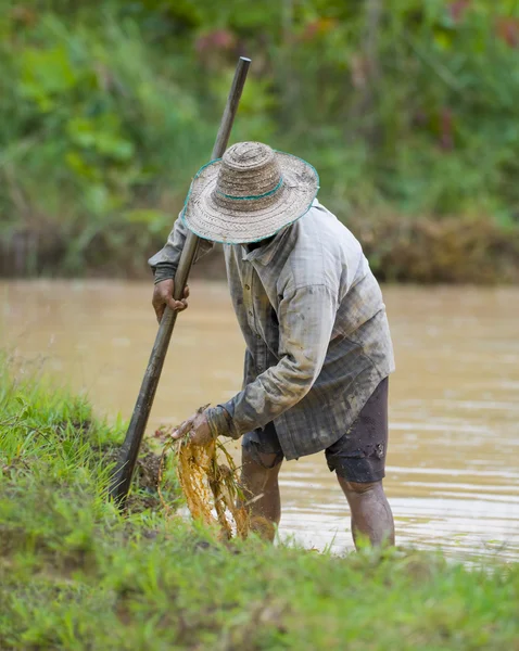 Un agriculteur asiatique prépare le terrain pour la culture du riz — Photo