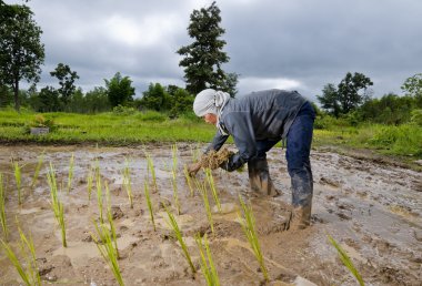 Asian woman growing rice clipart