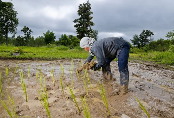 Asiatico donna coltivazione di riso — Foto Stock