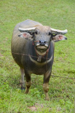 Tayland watterbuffalo