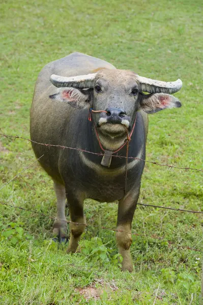 Watterbuffalo w Tajlandii — Zdjęcie stockowe