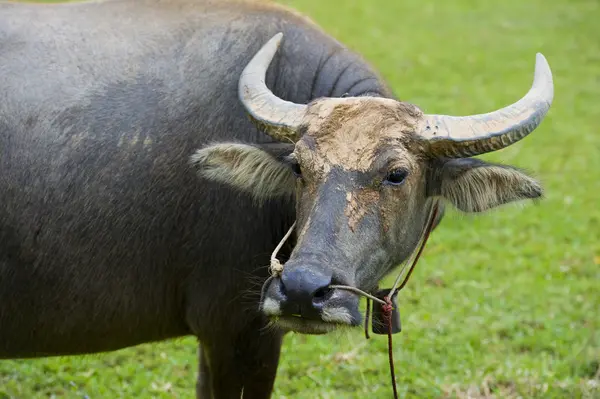 Watterbuffalo i thailand — Stockfoto