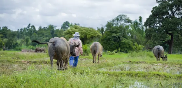 Asyalı çiftçi ile su bufalo — Stok fotoğraf