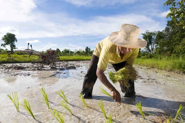 Agricultor asiático de arroz — Fotografia de Stock