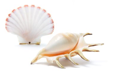 Sea Shells clipart