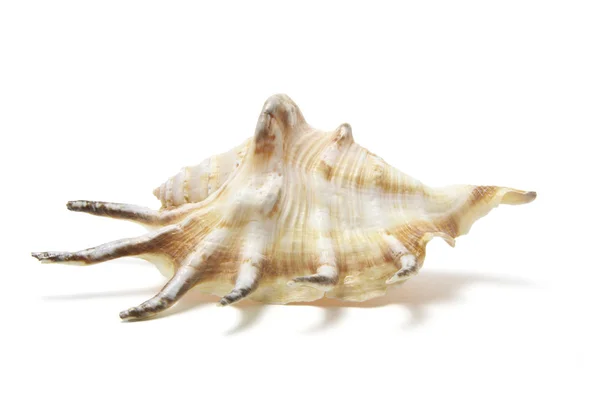 蜘蛛海螺贝壳 — 图库照片
