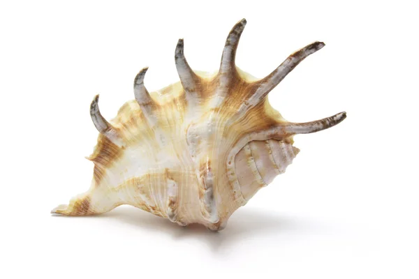 Spin conch zeeschelp — Stockfoto