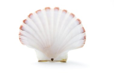 Sea Shell clipart