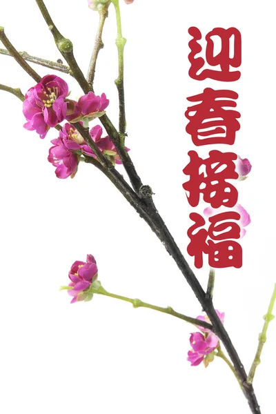 stock image Greetings with Plum Blossom