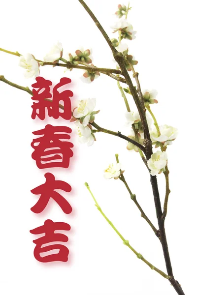 Greetings and Plum Blossom — Stock Photo, Image
