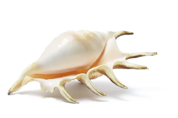 Coquille de mer Spider Conch — Photo