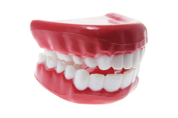 Artificial Dentures Stock Image