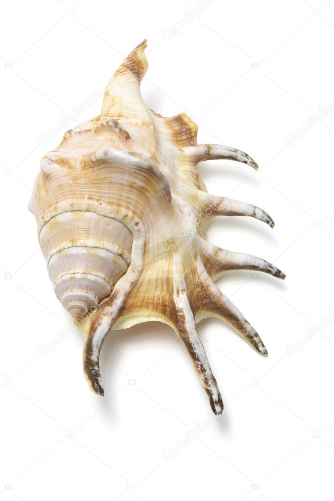 Spider Conch Seashell — Stock Photo © newlight #3259581