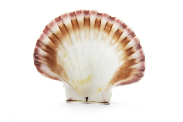 Sea Shell — Stock Photo, Image